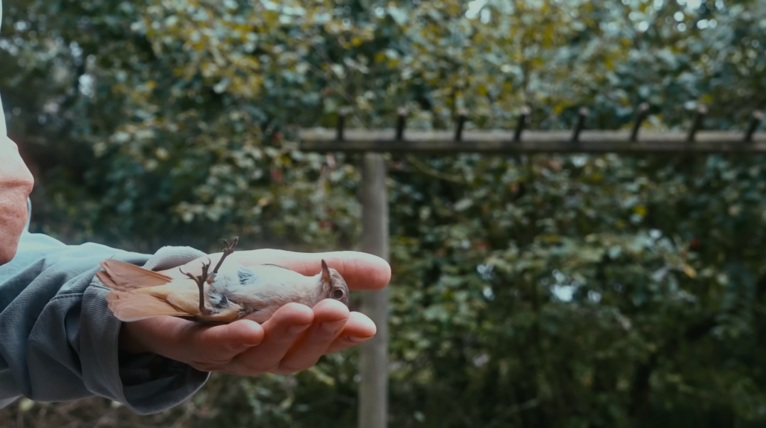 1761724219582056165.png 1761724219582056165.png